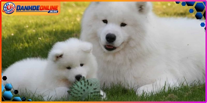 Mơ Thấy Chó Đánh Con Gì? Giải Mã Chi Tiết Để Chốt Số 2 Giải mã chi tiết điềm báo phong thủy về loài khuyển