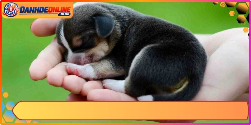 Mơ Thấy Chó Đánh Con Gì? Giải Mã Chi Tiết Để Chốt Số 9 Mơ Thấy Chó Đánh Con Gì? Giải Mã Chi Tiết Để Chốt Số